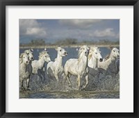 Framed White Horses of the Camargue