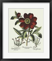 Framed Red Besler Peonie I