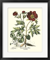 Framed Red Besler Peonie III