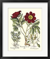 Framed Red Besler Peonie IV