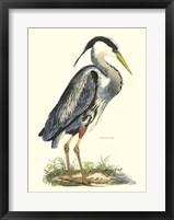 Framed Great Blue Heron