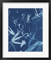 Framed Cyanotype No.6