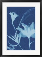 Framed Cyanotype No.19