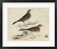 Framed Meyer Shorebirds VI