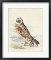 Framed Meyer Hawk Owl