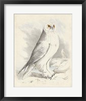 Framed Meyer Snowy Owl