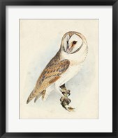 Framed Meyer Barn Owl