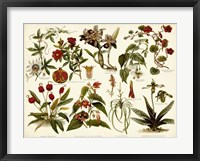 Tropical Botany Chart II Framed Print