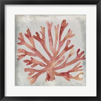 Framed Watercolor Coral III