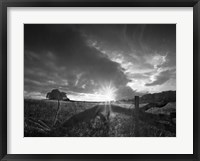 Framed Fallen Tree