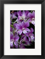 Framed Singapore. National Orchid Garden - Purple/White Orchids