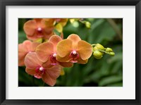 Framed Singapore. National Orchid Garden - Peach Orchids