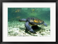 Framed Green Sea Turtle Savai'i Island, Western Samoa