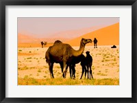 Framed Oman, Rub Al Khali desert, camels, mother and calves