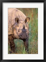 Framed Asia, Nepal, Royal Chitwan NP. Indian rhinoceros