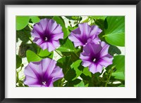 Framed Thailand, Ko Miang Island, Similan Island flowers