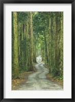 Framed Road through Rainforest, Lamington National Park, Gold Coast Hinterland, Queensland, Australia