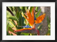 Framed Bird-of-Paradise Flower, Sunshine Coast, Queensland, Australia