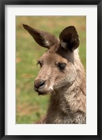 Framed Grey Kangaroo, Australia