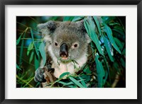 Framed Koala Eating, Rockhampton, Queensland, Australia