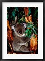 Framed Koala on Eucalyptus, Featherdale Wildlife Park, Sydney, Australia