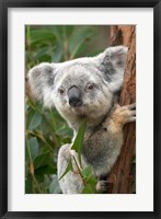 Framed Koala, Australia