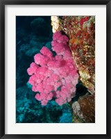 Framed Agincourt Reef, Great Barrier Reef, Queensland, Australia