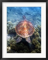 Framed Green Turtle, Low Isles, Great Barrier Reef, North Queensland, Australia