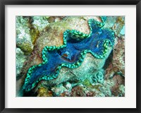 Framed Outlet Siphon, Giant Clam, Agincourt Reef, Great Barrier Reef, North Queensland, Australia