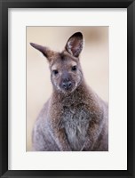 Framed Close up of Red-necked and Bennett's Wallaby wildlife, Australia