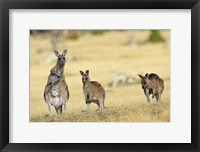 Framed Eastern Grey Kangaroo group standing upright