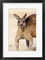 Framed Eastern Grey Kangaroo portrait