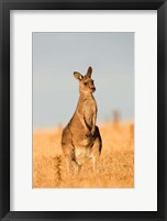 Framed Eastern Grey Kangaroo portrait during sunset