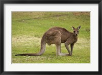 Framed Kangaroo, Trial Bay, New South Wales, Australia