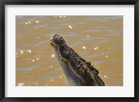Framed Jumping Crocodile Cruise, Adelaide River, Australia