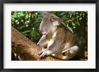 Framed Koala, Australia