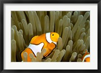 Framed Australia, Great Barrier Reef, Clown fish