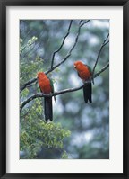 Framed Male Australian King Parrots, Queensland, Australia