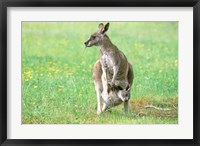 Framed Australia, Kangaroo Island, Western Gray Kangaroos