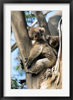 Framed Mother and Baby Koala on Blue Gum, Kangaroo Island, Australia