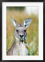 Framed Eastern grey kangaroo eating, Australia