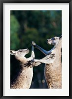 Framed Pair of Eastern grey kangaroo, Australia