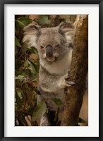 Framed Koala bear, Lone Pine Koala Sanctuary, AUSTRALIA