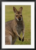 Framed Pretty-faced Wallaby wildlife, AUSTRALIA