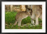 Framed Australia, Queensland, Eastern Grey Kangaroo and joey