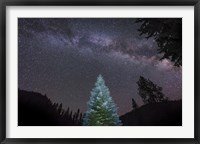 Framed Pine Tree Glows Under the Arch of the Milky Way