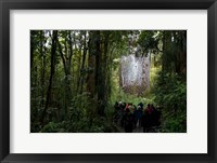 Framed Tane Mahuta, Giant Kauri tree in Waipoua Rainforest, North Island, New Zealand