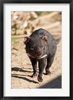 Framed Australia, Tasmanian Devil wildlife