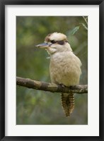 Framed Kookaburra Bird, Tasmania, Australia