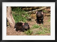 Framed Pair of Tasmanian Devils